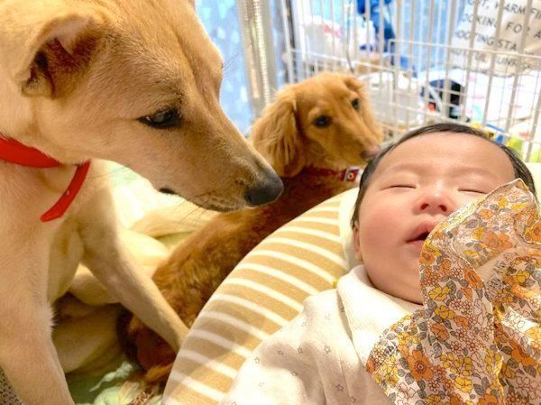 赤ちゃんを見つめるりくちゃんとらむちゃん