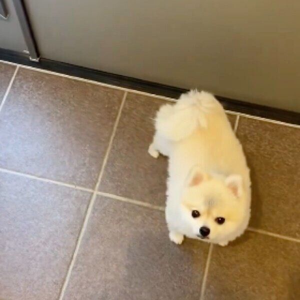 飼い主さんを見つめて散歩の催促をするゴン太くん