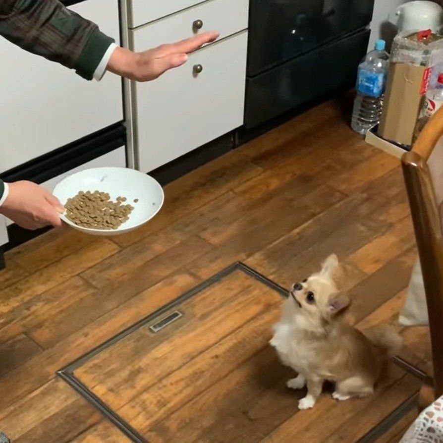 きちんと待つみるくちゃん