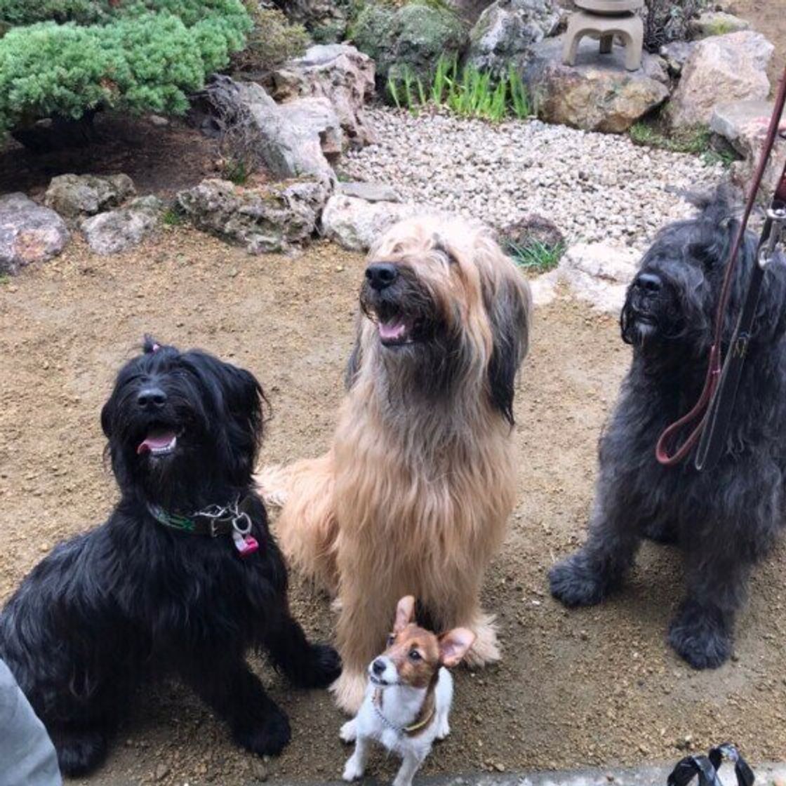 名作アニメ 漫画 小説に登場する犬種は何 スヌーピー のモデルは いぬのきもちweb Magazine 名作アニメ 漫画 小説に登場する犬種は何 スヌーピー のモデルは いぬのきもちweb Magazine