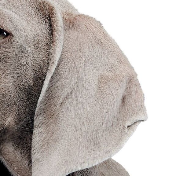 Vシェイプイヤー