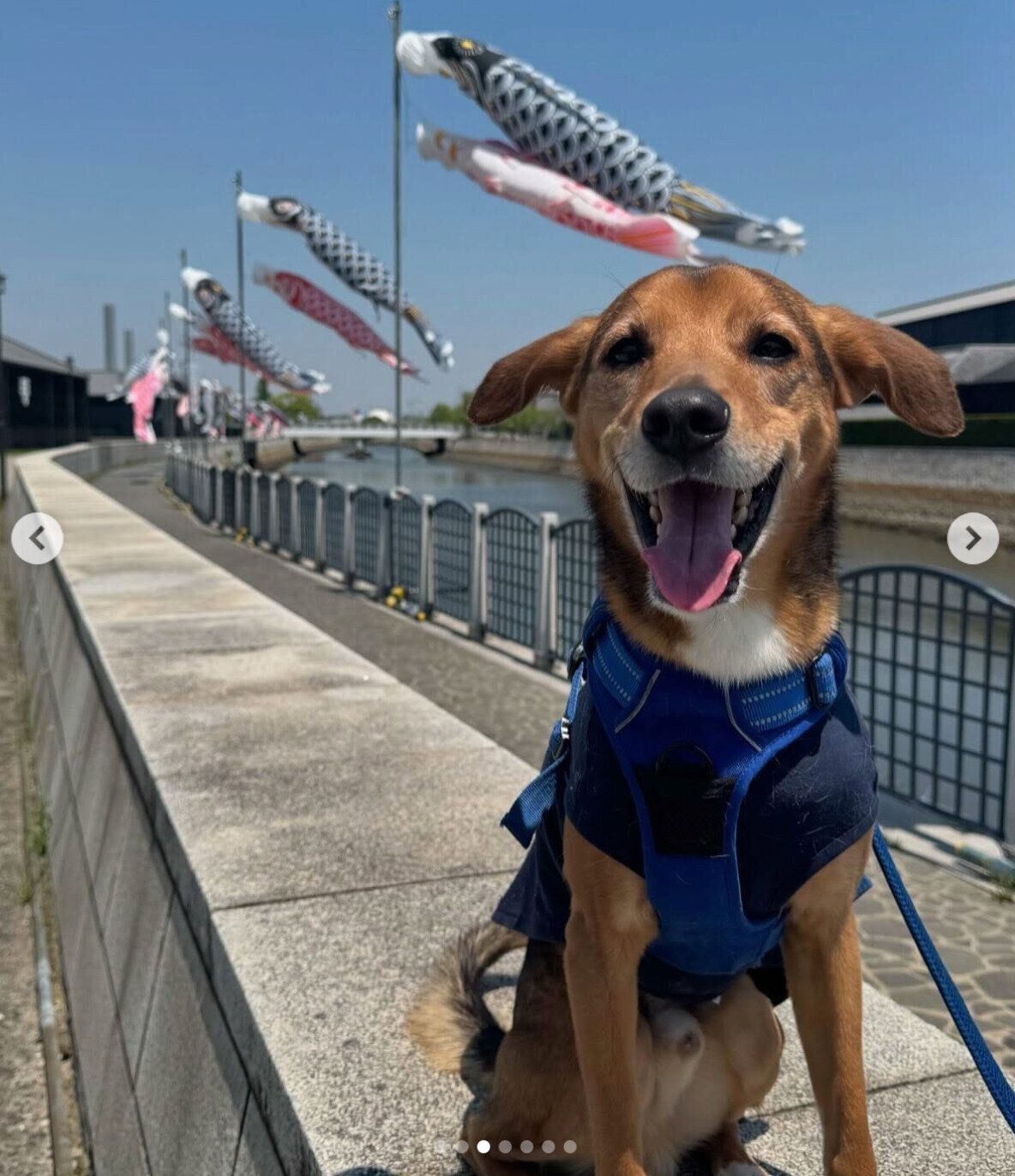 お出かけを楽しむあのくん