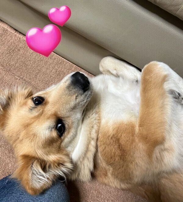 寝転がるチャロちゃん