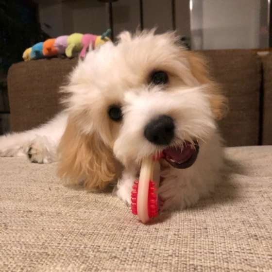 硬いおやつで犬の歯や口のトラブルに！与える際の注意点