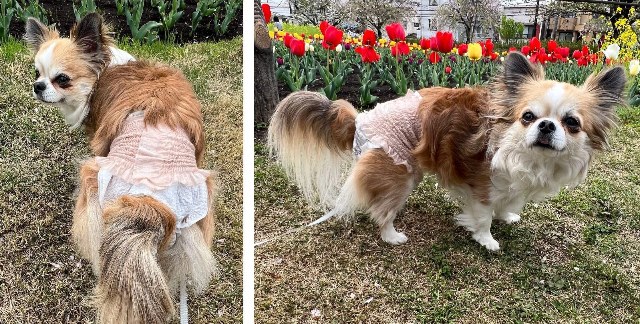 「エリエールPet キミおもい のびのび動けるアクティブウェア」をはいたチワワ