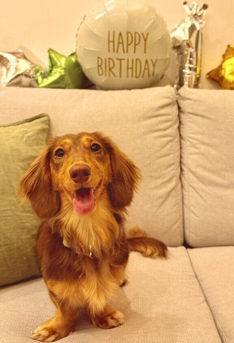 1才のお誕生日に嬉しそうな表情のミニチュアダックスフンド
