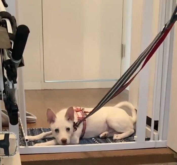 散歩拒否をするハルちゃん