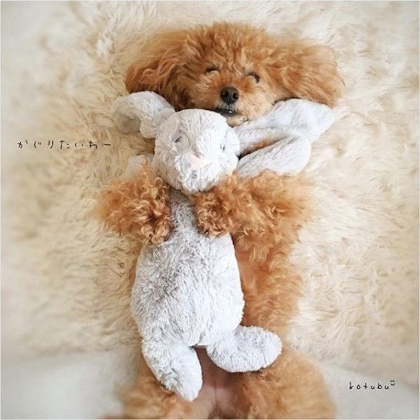 ぬいぐるみワンコ