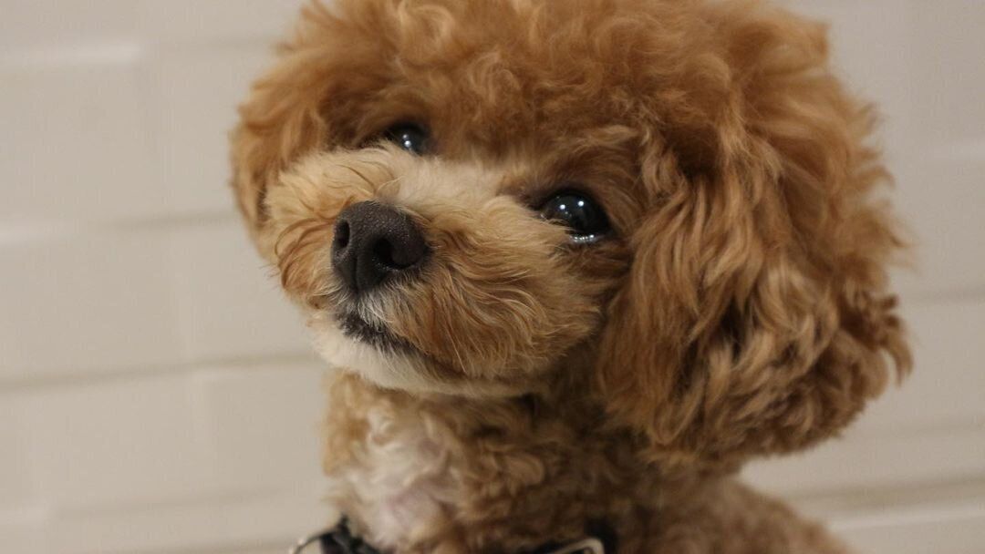 トイ・プードルのまるおちゃん