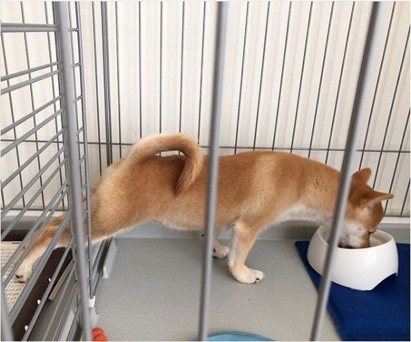 トイレマット大好きワンコ