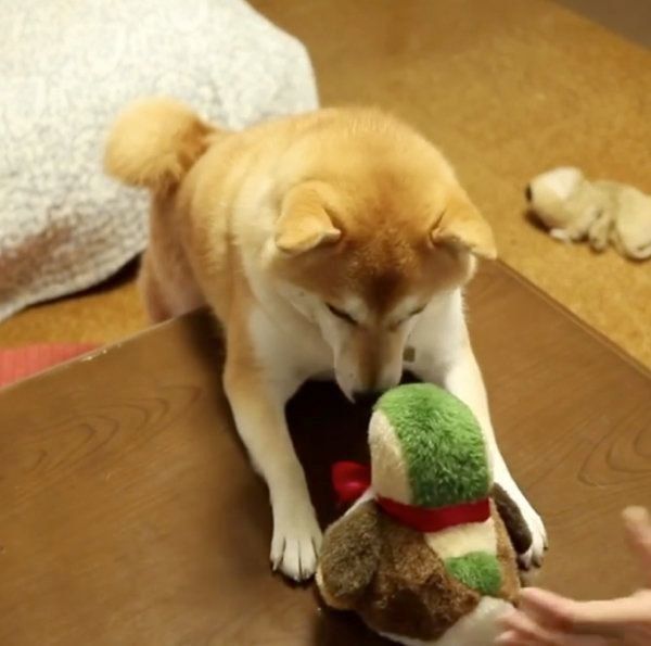 芸を習得する柴犬