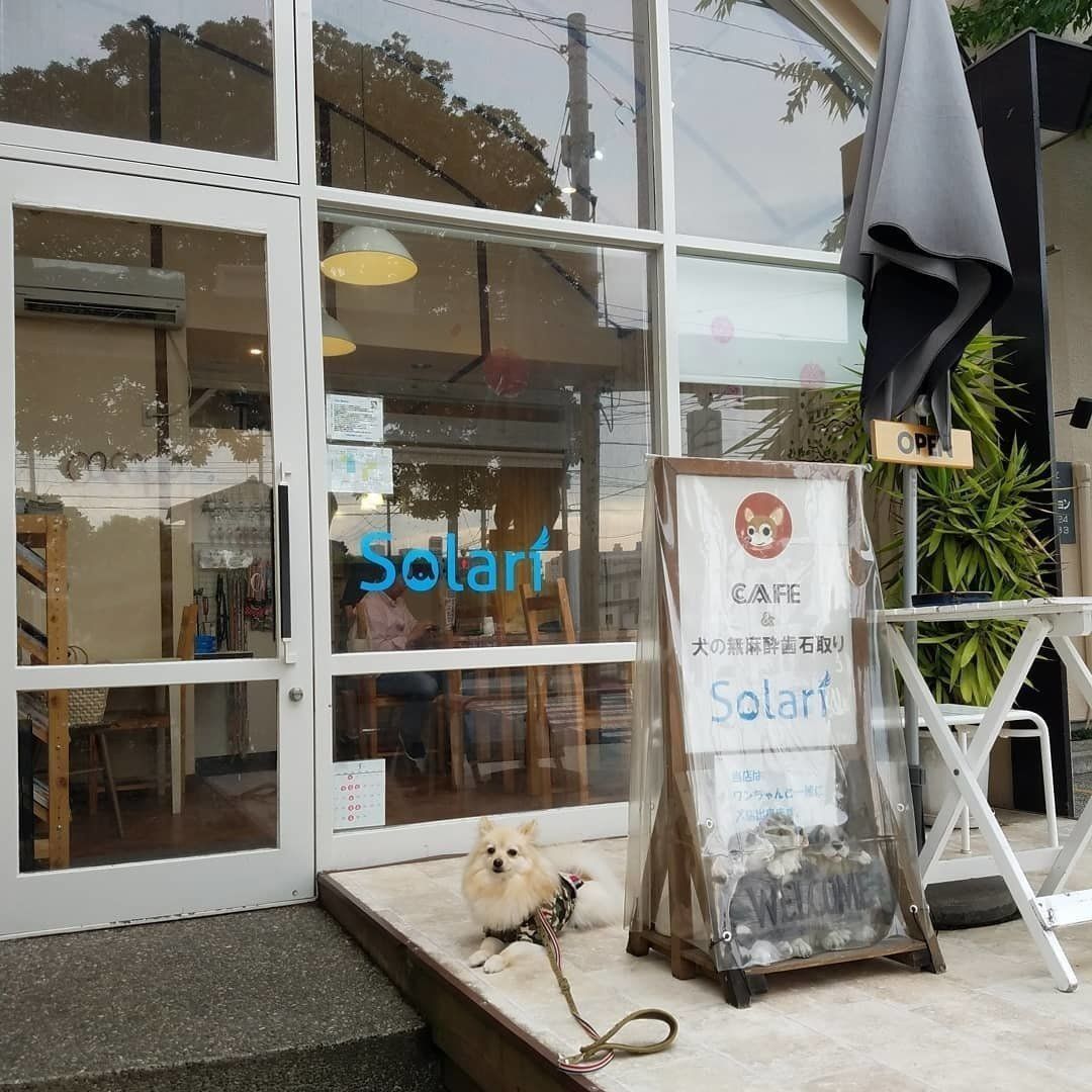 ドッグカフェ「Solari」の外観と、ポメラニアンのたぬ吉くん♡