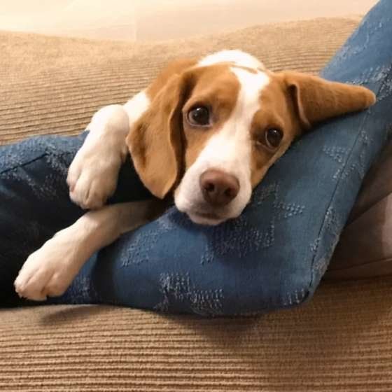 意外にもアクティブな犬種ランキングBest3