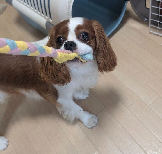 飼い主と遊ぶキャバリア・キング・チャールズ・スパニエル