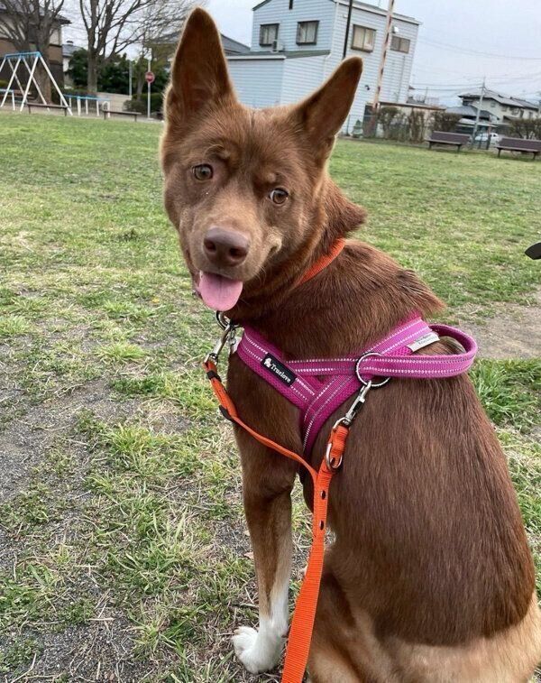 お散歩に笑顔を見せるソイちゃん