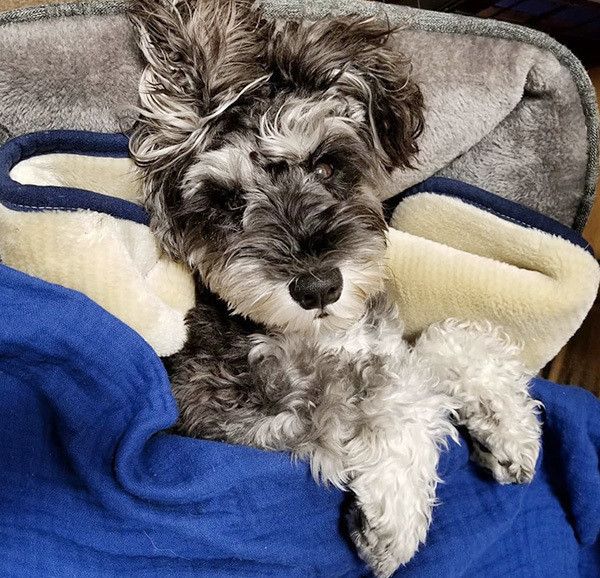 見つめるミニチュア・シュナウザー