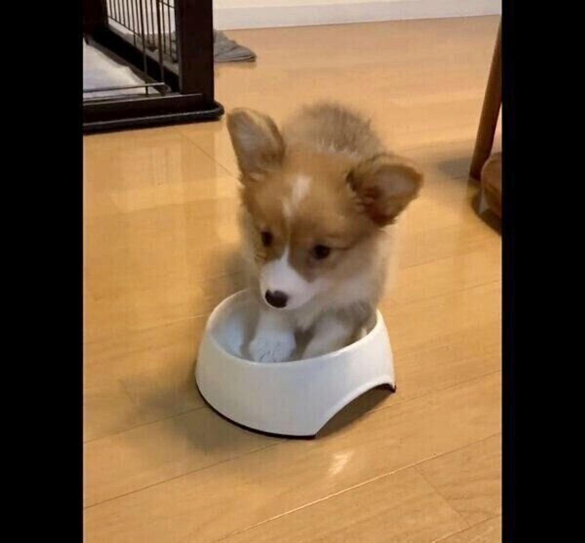 掘ったらごはんが出てくる 兄犬が食べ終えたお皿を夢中で掘る子犬の 無邪気すぎる行動 が可愛い いぬのきもちweb Magazine 掘ったらごはんが出てくる 兄犬が食べ終えたお皿を夢中で掘る子犬の 無邪気すぎる行動 が可愛い いぬのきもちweb Magazine