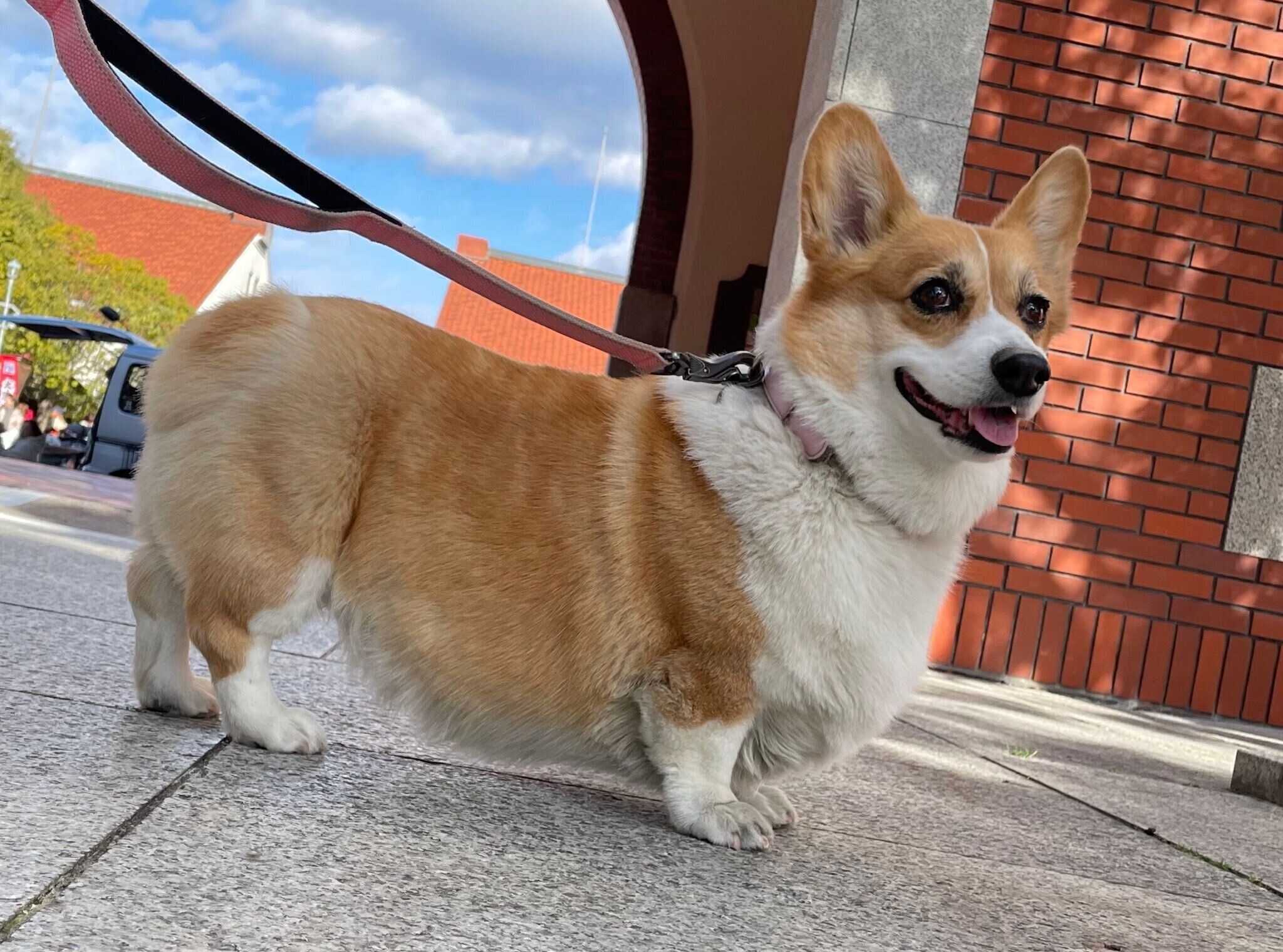 お出かけを楽しむはなちゃん