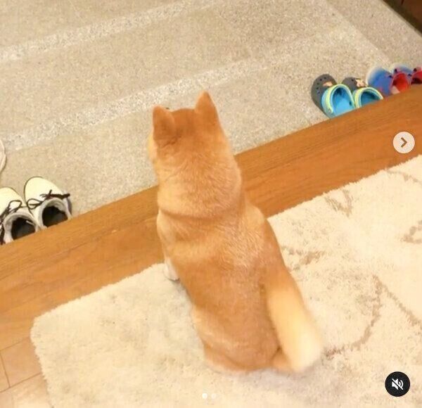 玄関でスタンバイするマメちゃん