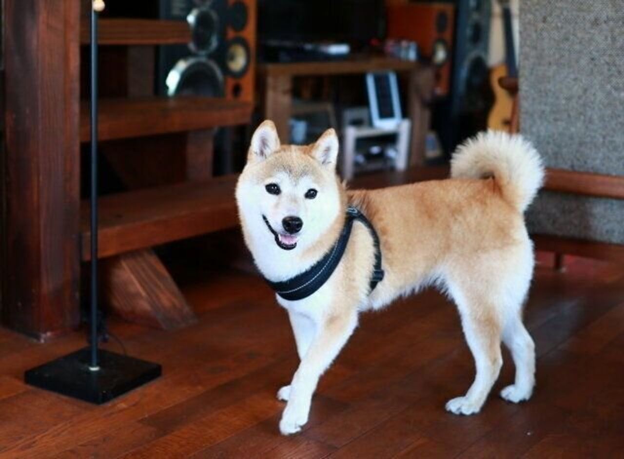 犬の口角が上がるとき 穴澤賢の犬のはなし いぬのきもちweb Magazine 犬の口角が上がるとき 穴澤賢の犬のはなし いぬのきもちweb Magazine