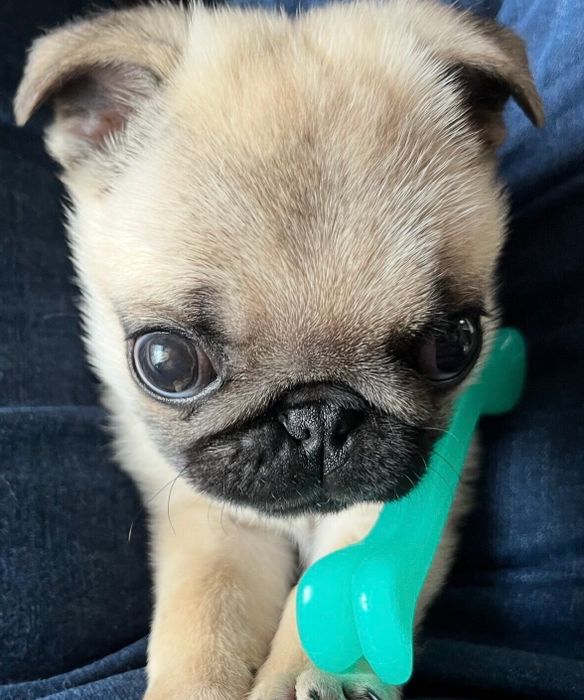 別の日の様子 「耳小さすぎ♡」と飼い主さんが