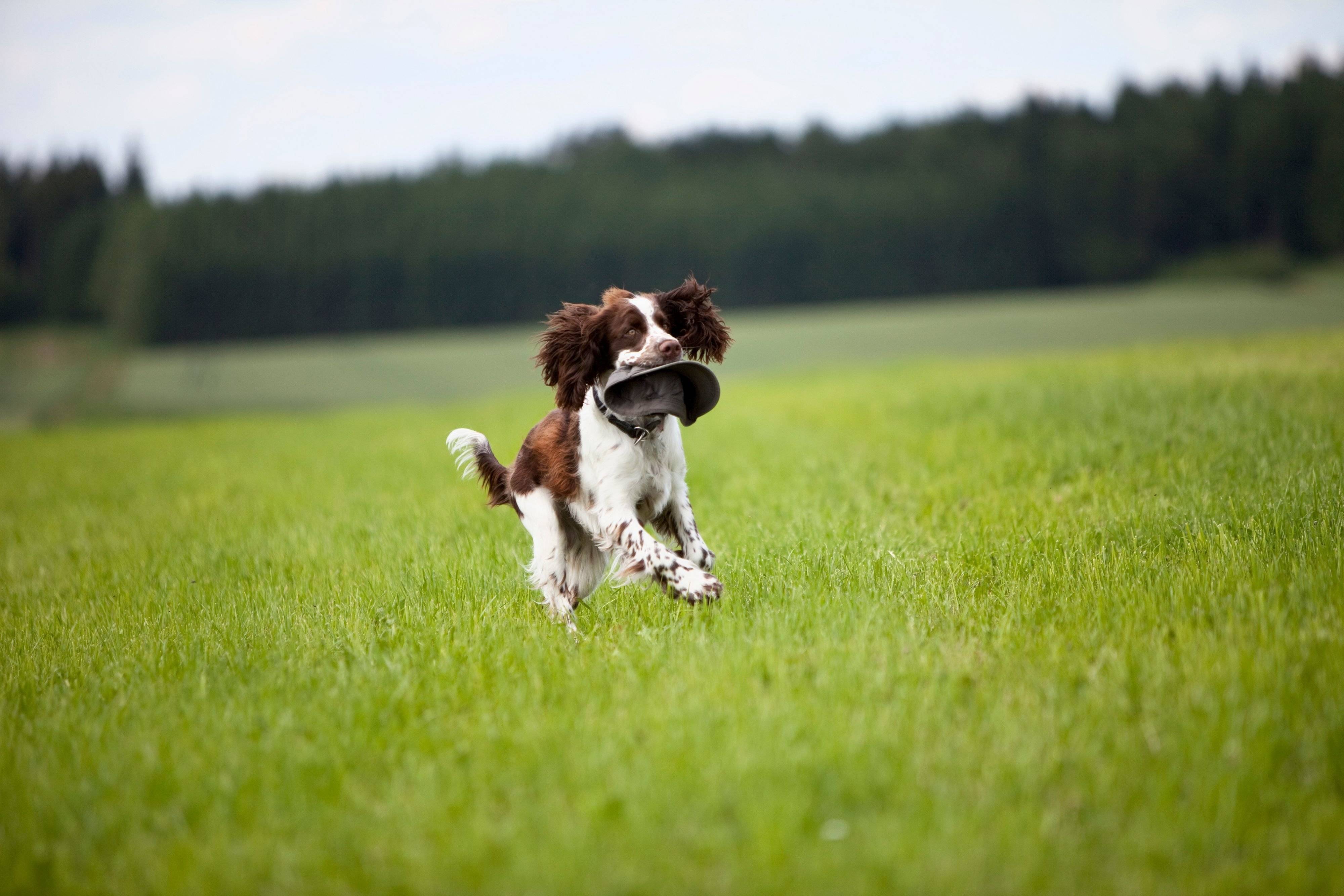 イングリッシュ・スプリンガー・スパニエル