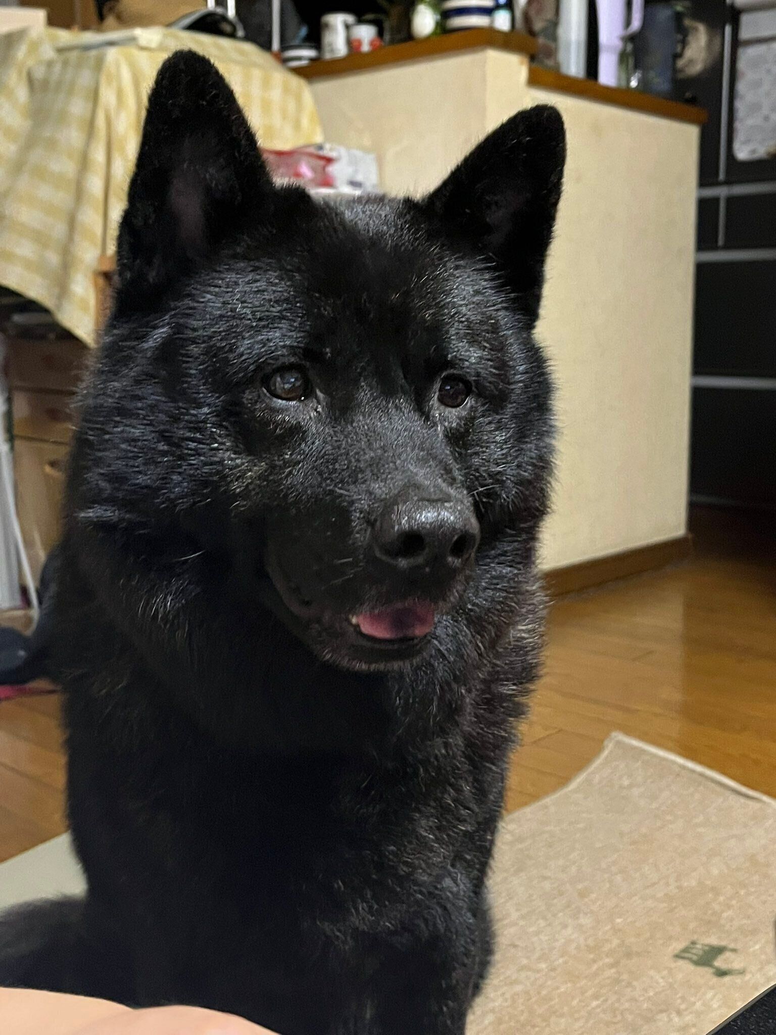 別の日　ふだんのひいくんの様子