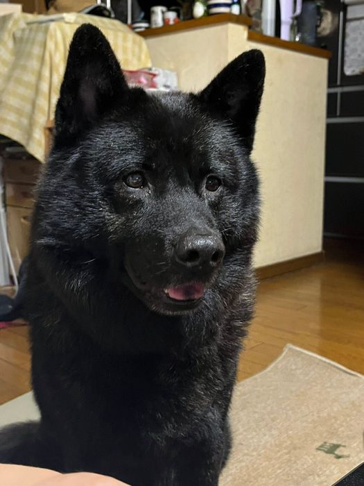 別の日 ふだんのひいくんの様子