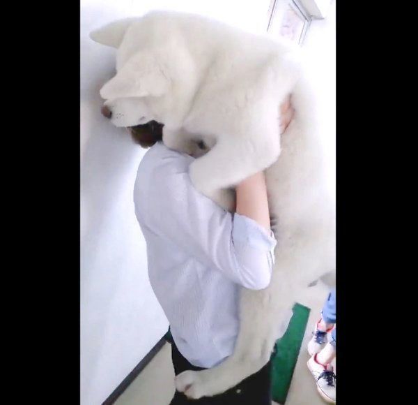 抱っこされる秋田犬