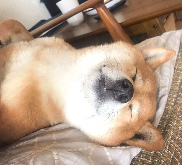 気持ちよさそうに眠るエマちゃん