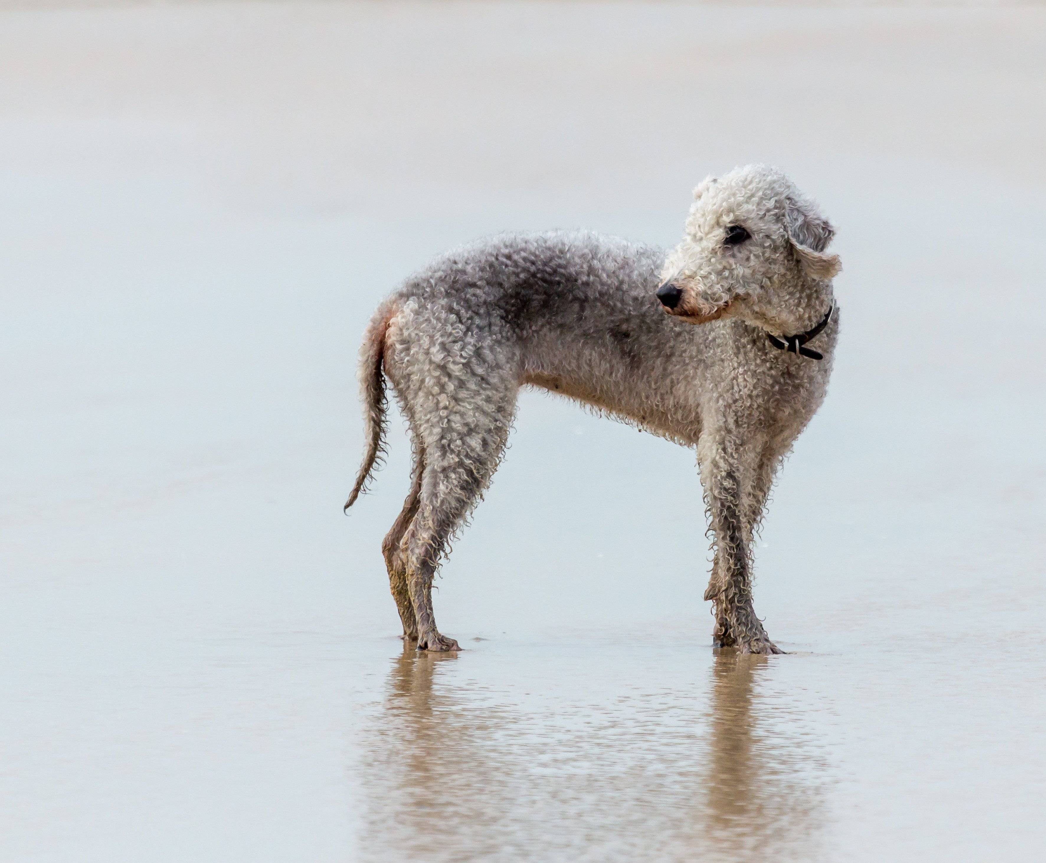 ベドリントン・テリア