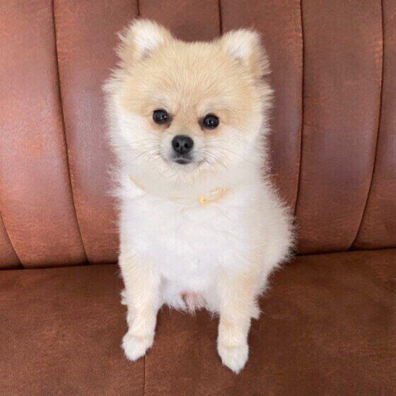 見つめるポメラニアン