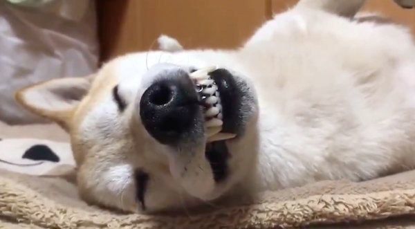 気持ちよさそうに眠る七ちゃん