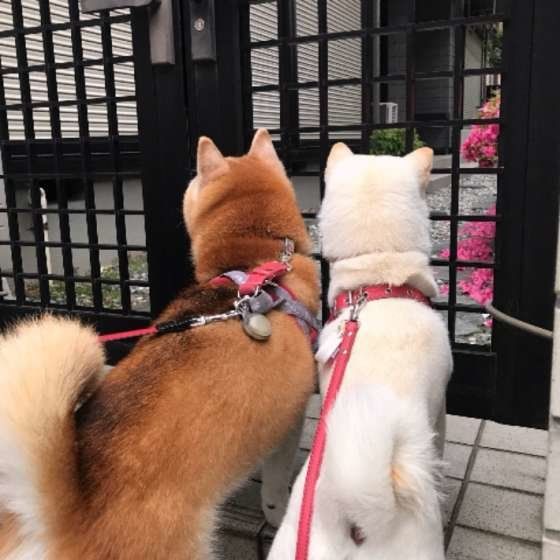 仲良くお散歩♪