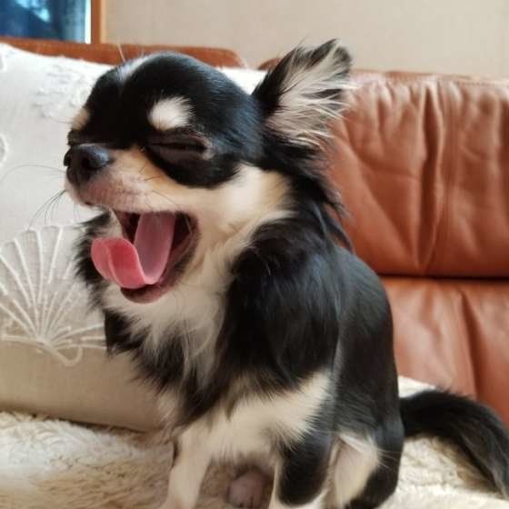 あくびをするチワワ