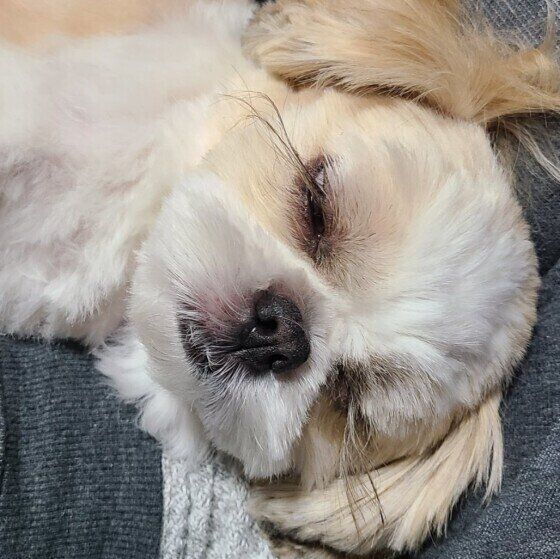 シー・ズーのイブちゃん