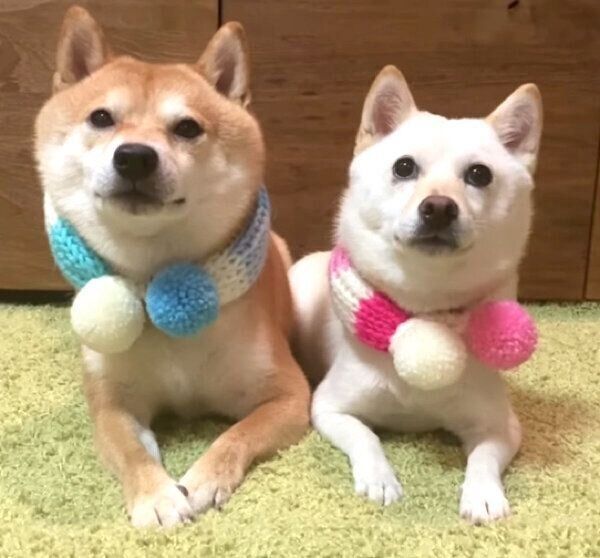 仲良しな豆千代くん、モチ代さん