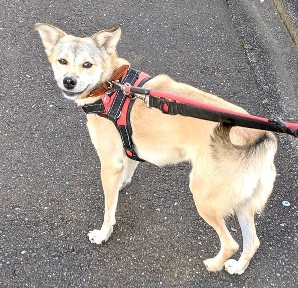 不敵な笑みを浮かべるめるちゃん