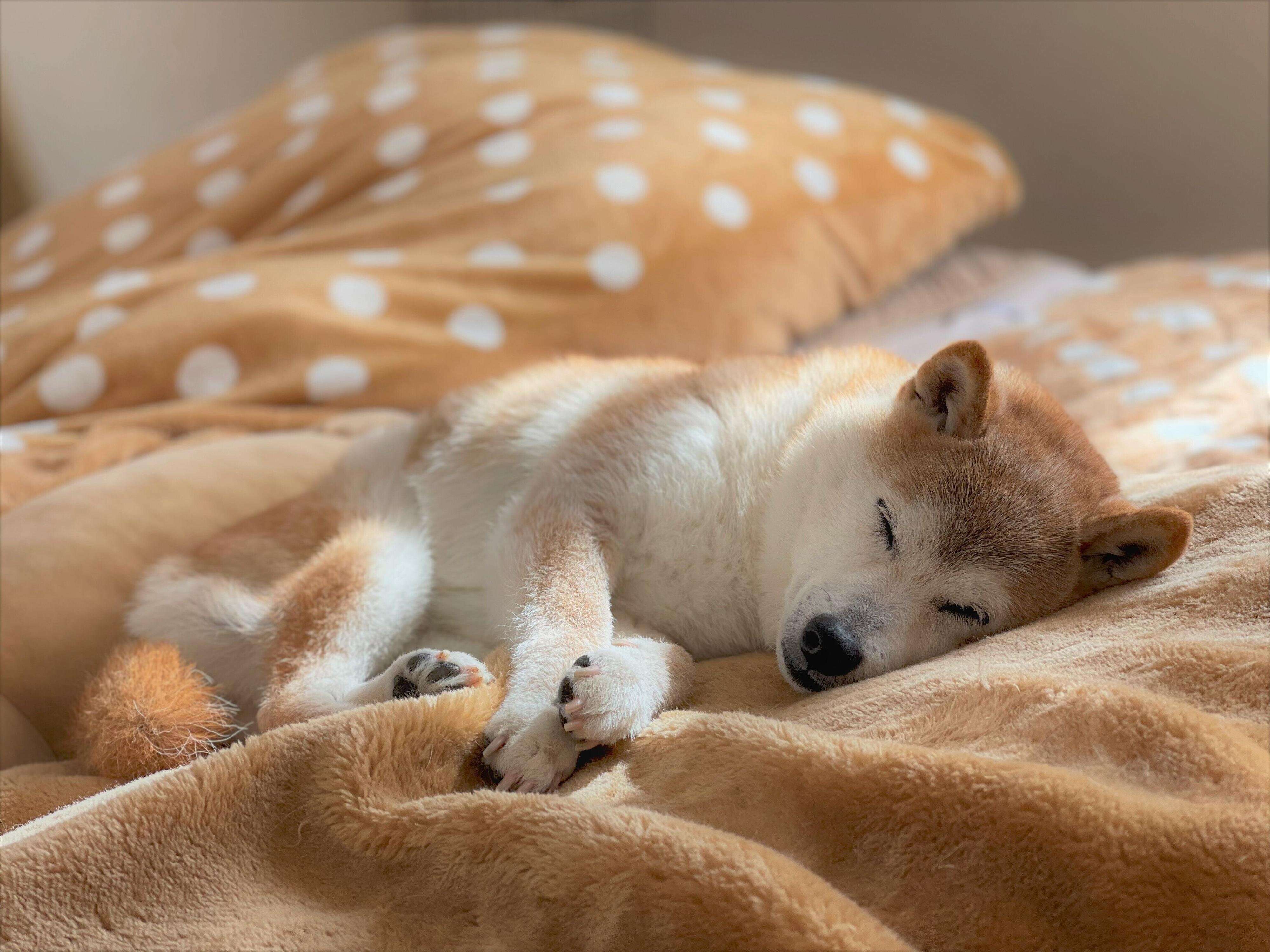 振り返ればどれも笑顔 柴犬かぼすちゃんとのお花見 いぬのきもちweb Magazine