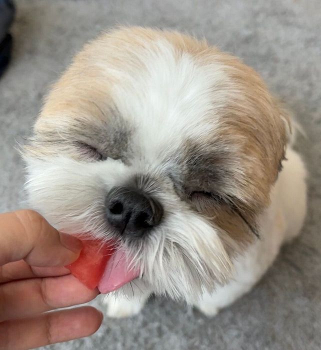 スイカを食べるてんまるくん