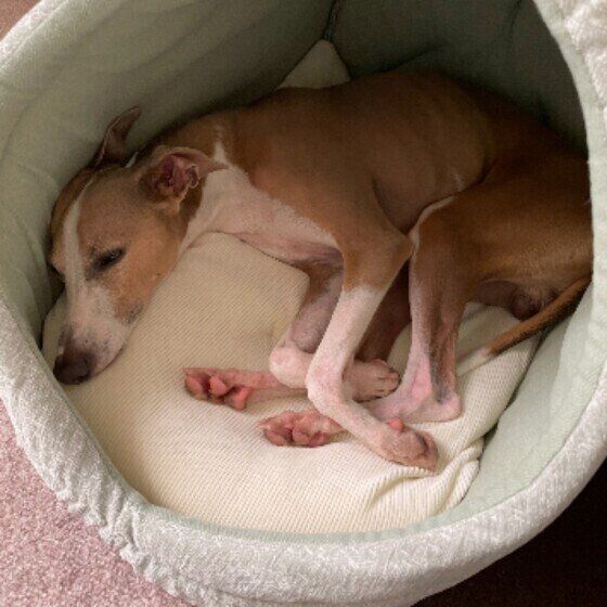 ベッドで寝ているイタリアン・グレーハウンド