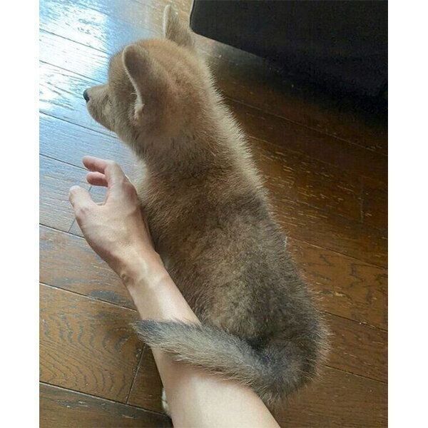 家族になって3日目の朝の様子