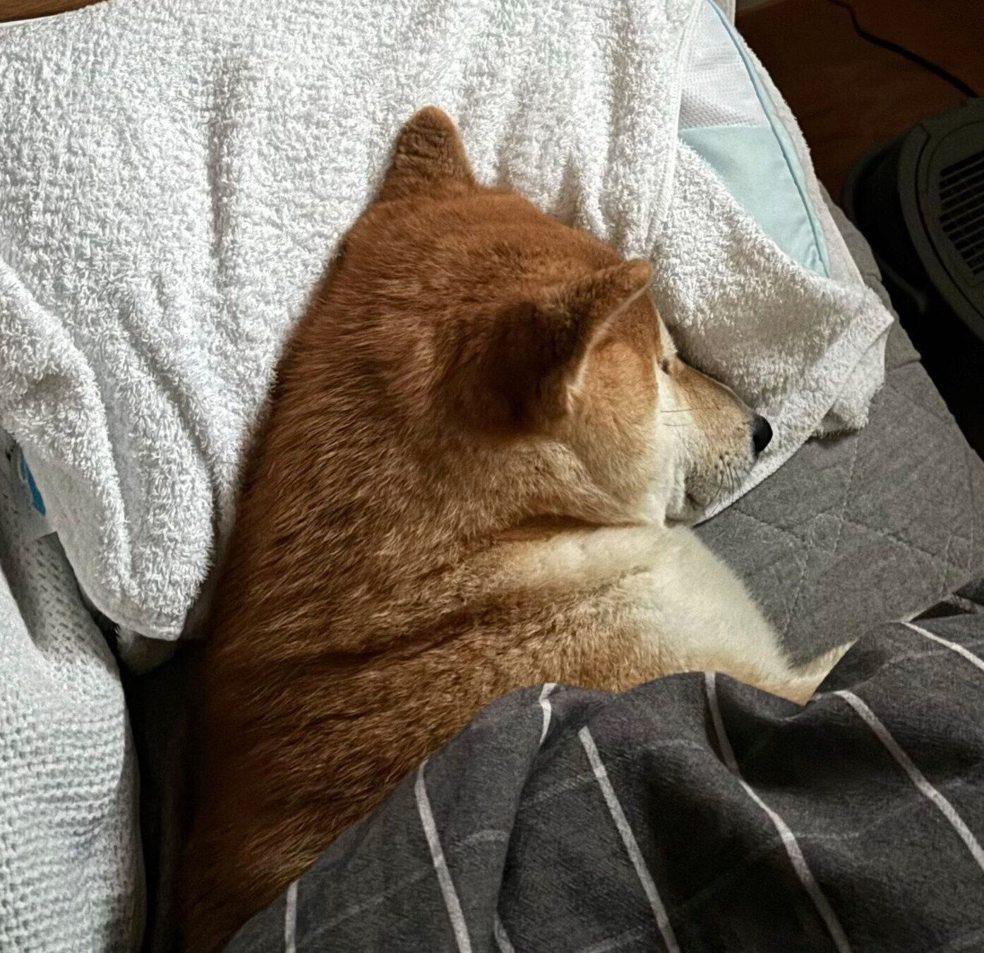 枕を使って眠る会長さん