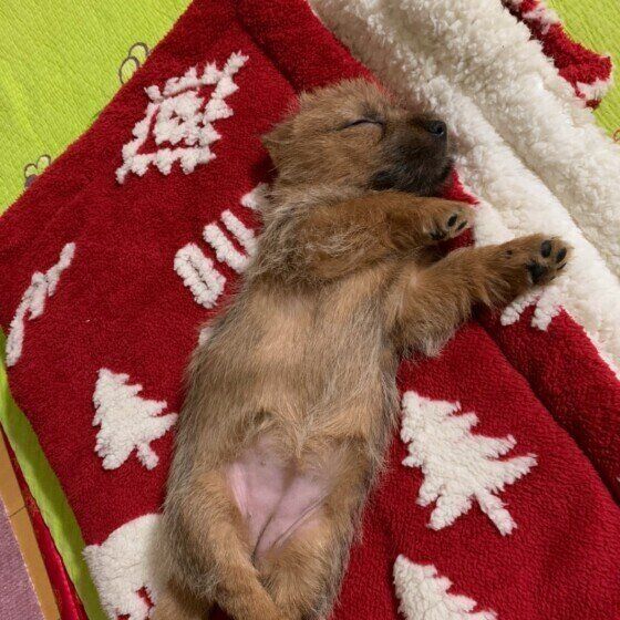 ノーフォーク・テリアのハニちゃん