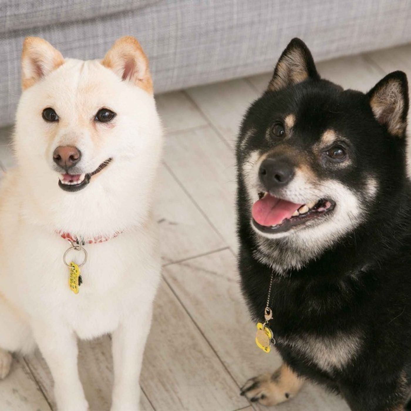 女子犬より男子犬のほうが やんちゃ だって本当なの いぬのきもちweb Magazine 女子犬より男子犬のほうが やんちゃ だって本当なの いぬのきもちweb Magazine