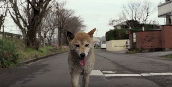 ひまわりと子犬の7日間