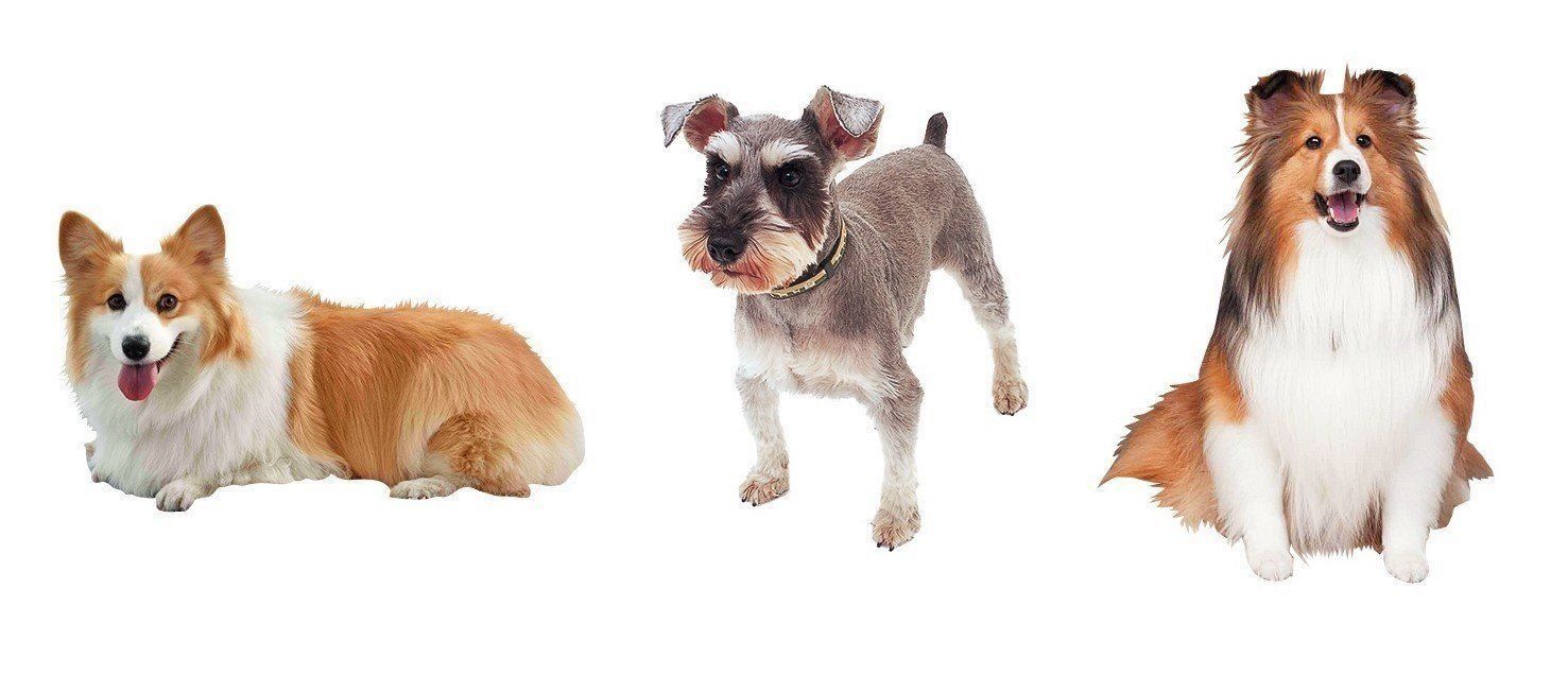 かまって犬 さみしくなるといじけちゃう犬種って いぬのきもちweb Magazine