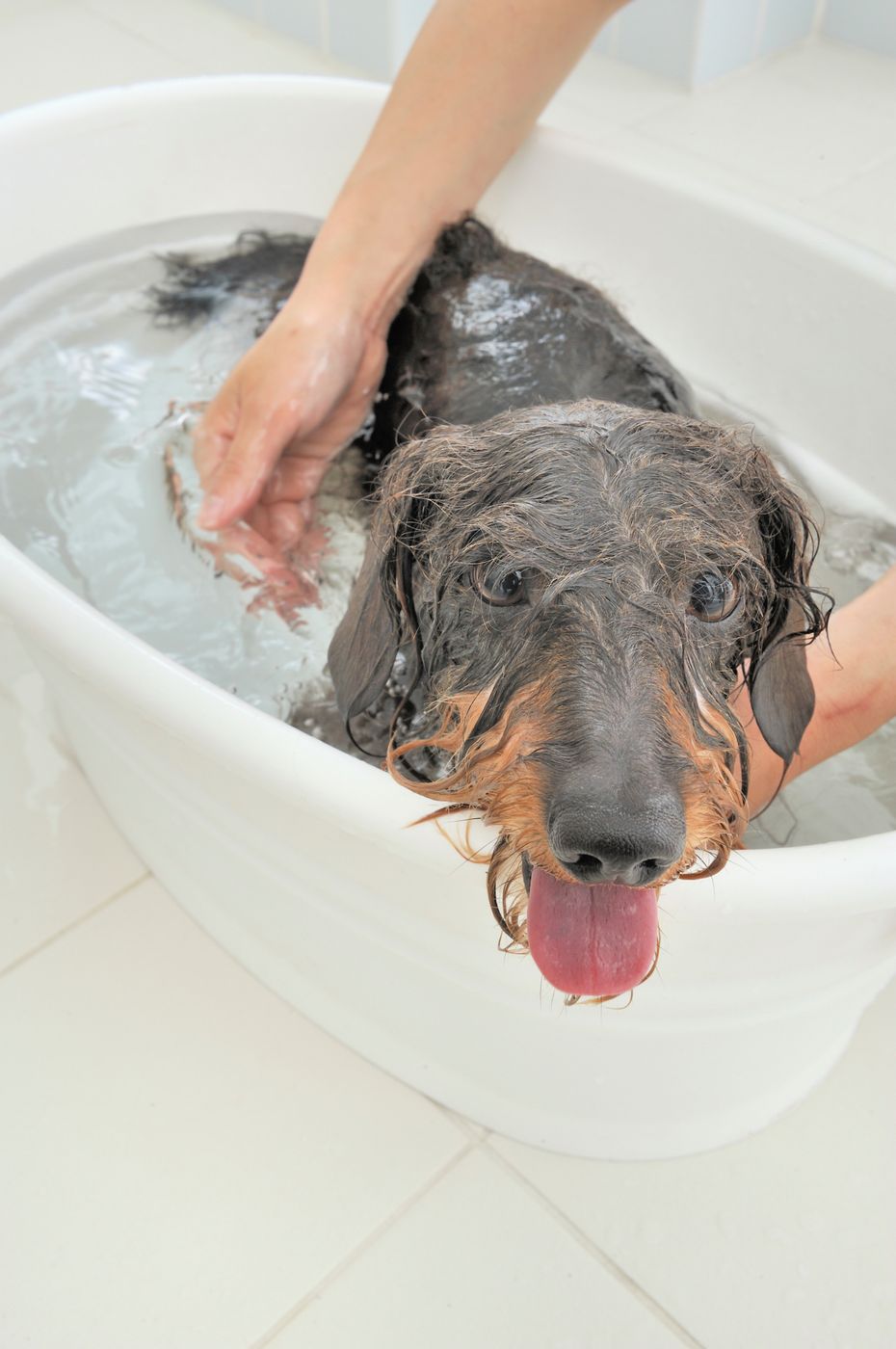 専門家もおすすめ 犬のお風呂 シャンプー の入れ方 注意点 いぬのきもちweb Magazine 専門家もおすすめ 犬のお風呂 シャンプー の入れ方 注意点 いぬのきもちweb Magazine
