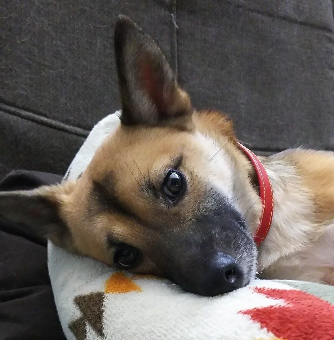 お迎えから1年経った頃のルディちゃん