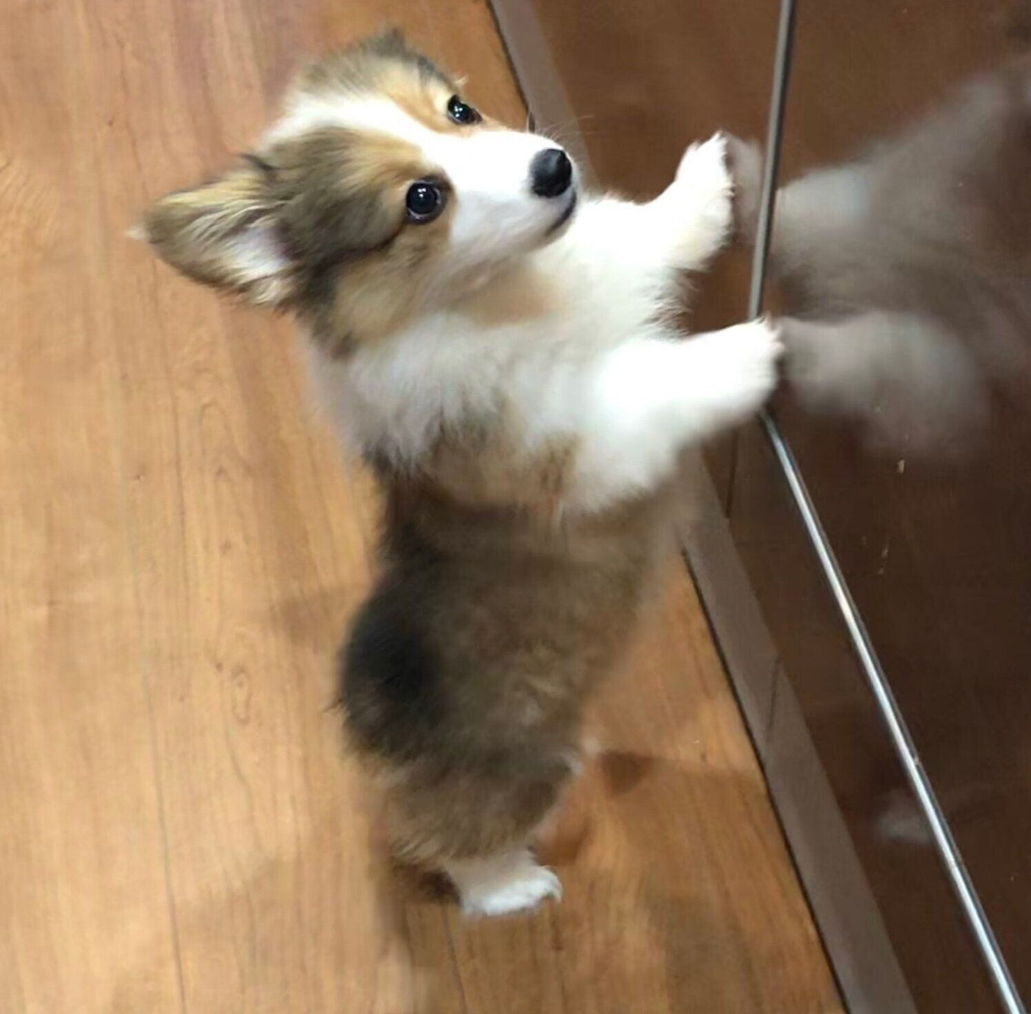生後2カ月半ごろのねねちゃん